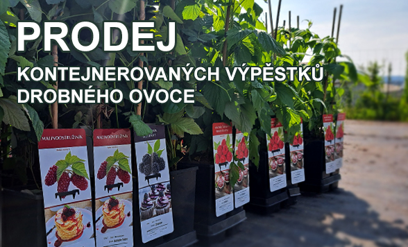 Drobné ovoce